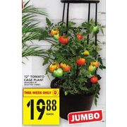 12" Tomato Cage Plant - $19.88