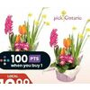 Spring Bulb Garden 7'' - $12.99