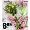 Hyacinths, Daffodils Or Tulips - $8.99